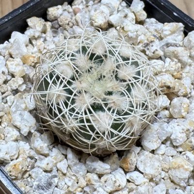 YAR39076 Gymnocalycium bruchii P200