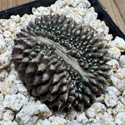YAR39078 Gymnocalycium mihanovichii f. cristata