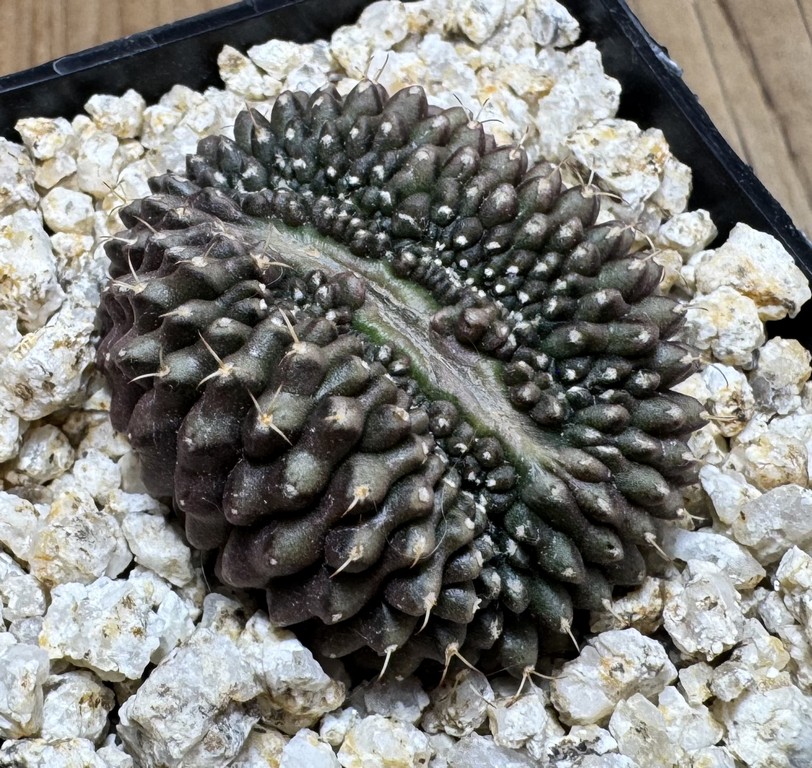YAR39078 Gymnocalycium mihanovichii f. cristata