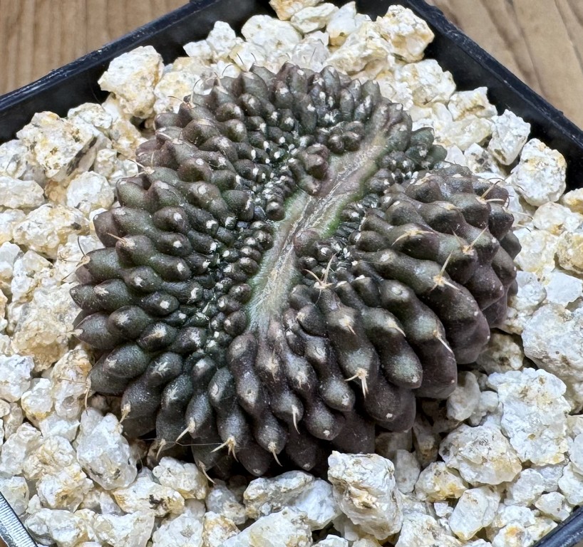 YAR39078 Gymnocalycium mihanovichii f. cristata - Image 2