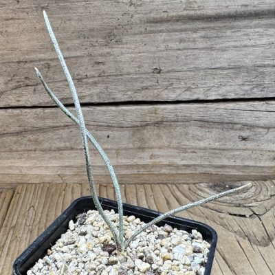 YAR39064 Astrophytum caput-medusae, seedling