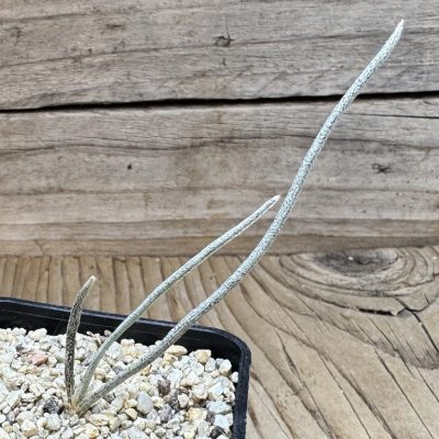 YAR39065 Astrophytum caput-medusae, seedling