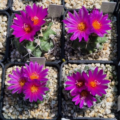 LOT1192 20 seeds/20 СЕМЕНА  Turbinicarpus nikolae harvest 2026