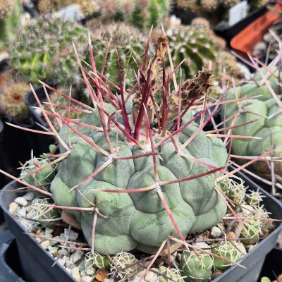 LOT1193  10 SEEDS/10 СЕМЕНА  Thelocactus hexaedrophorus harvest 2026