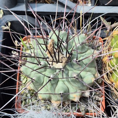 LOT1194  10 SEEDS/10 СЕМЕНА  Thelocactus lophothele harvest 2026