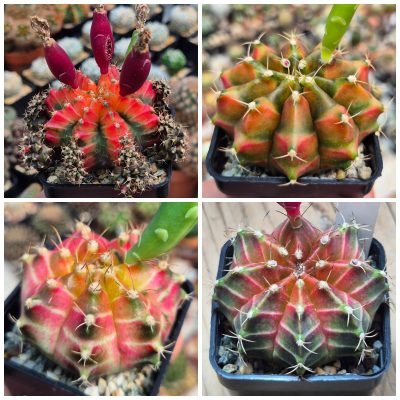 LOT1195 20 SEEDS/20 СЕМЕНА Gymnocalycium mihanovichii ‘French Fuchsia’ x ‘Neon’ hybrid harvest 2026