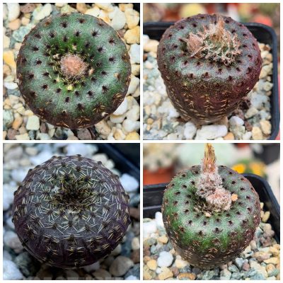 LOT1196 20 SEEDS/20 СЕМЕНА Frailea phaeodisca harvest 2026