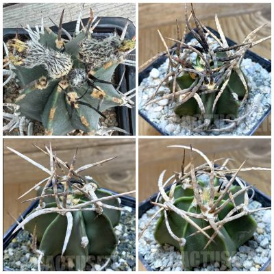 LOT1198 10 SEEDS/10 СЕМЕНА Astrophytum crassispinum ‘Buffalo’ 2026