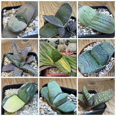 LOT1199 20 seeds/20 СЕМЕНА  Gasteria hybrid mix 2026