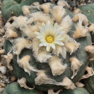 LOT1200 10 SEEDS/10 СЕМЕНА Anhalonium diffusa 2026