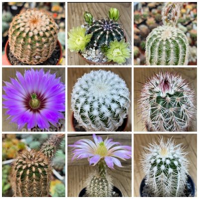 LOT1206 50 SEEDS/50 СЕМЕНА Echinocereus mix harvest 2026