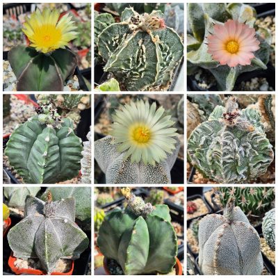 LOT1201 20 SEEDS/20 СЕМЕНА Astrophytum myriostigma hybrid mix 2026