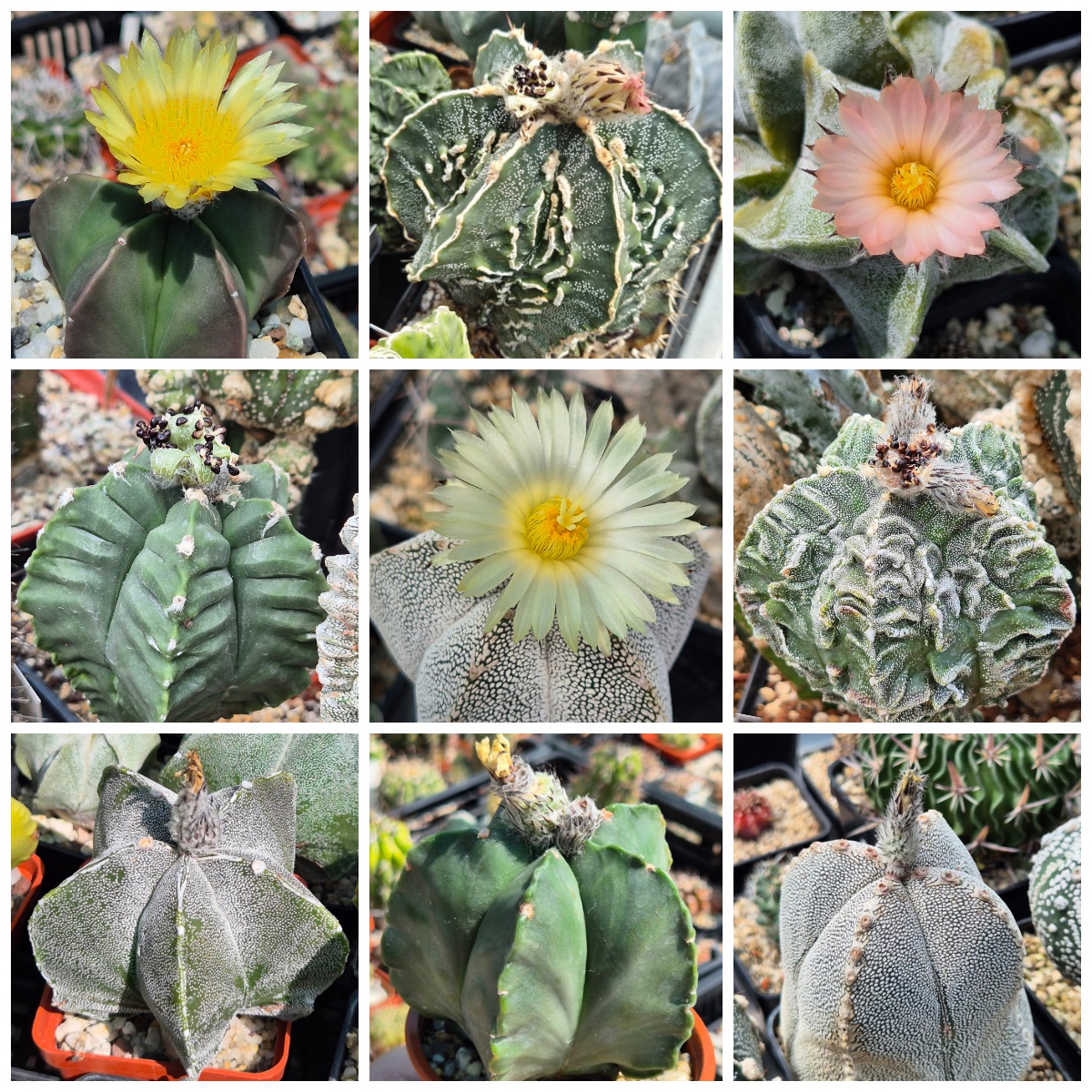 LOT1201 20 SEEDS/20 СЕМЕНА Astrophytum myriostigma hybrid mix 2026