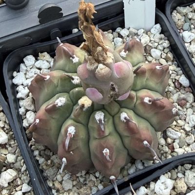 LOT1202   20 seeds/20 СЕМЕНА   Gymnocalycium vatteri v. unguispinum EN1