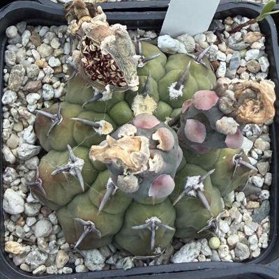LOT1203   20 seeds/20 СЕМЕНА   Gymnocalycium vatteri v. unguispinum EN7