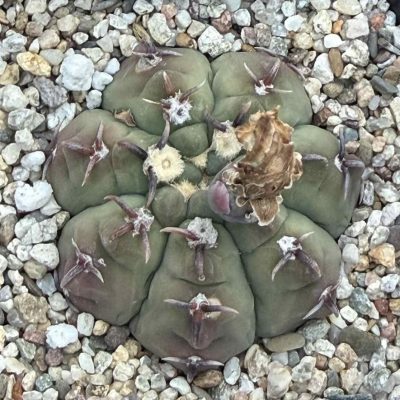 LOT1204   20 seeds/20 СЕМЕНА   Gymnocalycium vatteri v. unguispinum EN11