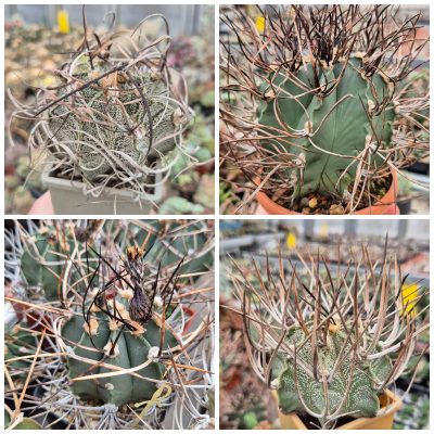 LOT1205 10 SEEDS/10 СЕМЕНА Astrophytum capricorne mix 2026