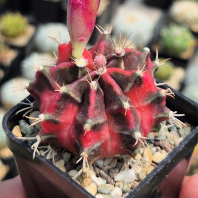 LOT1207   20 seeds/20 СЕМЕНА Gymnocalycium mihanovichii ‘Little Rabbit’ 2026