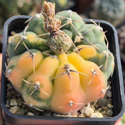 LOT1208  10 seeds/10 СЕМЕНА Gymnocalycium stellatum f. variegata 2026