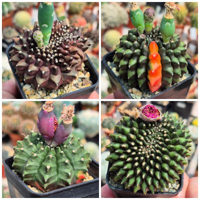 LOT1209  20 seeds/20 СЕМЕНА Gymnocalycium mihanovichii ‘inermis’ 2026