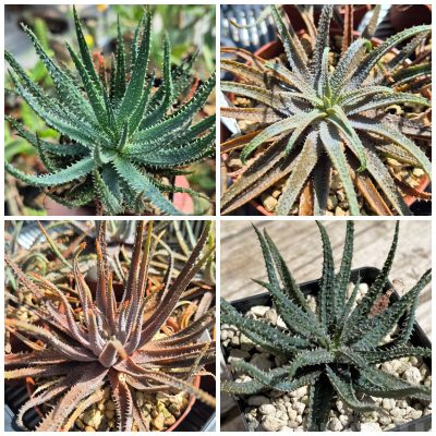 LOT1210  10SEEDS/10 СЕМЕНА  Aloe parvula harvest 2026