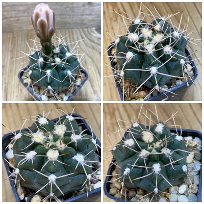 LOT1211  20 seeds/20 СЕМЕНА Gymnocalycium sp aff. gaponii TOM775/1    2026