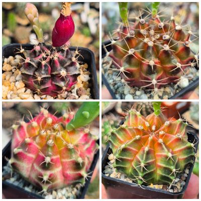 LOT1212  20 seeds/20 СЕМЕНА Gymnocalycium mihanovichii 'Bubble Gum' x 'Neon'    2026