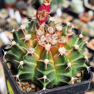 LOT1213  20 seeds/20 СЕМЕНА Gymnocalycium mihanovichii 'Neon Green' EN1    2026
