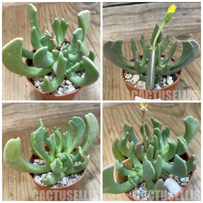LOT1214 10 SEEDS/10 СЕМЕНА Rhombophyllum dolabriforme 2026