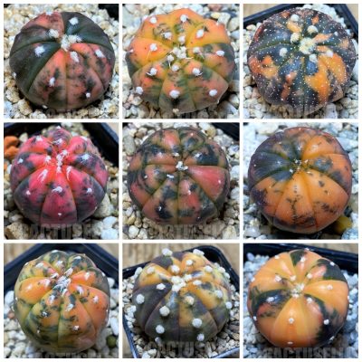 LOT491 10 SEEDS/10 СЕМЕНА  Astrophytum asterias ‘Purple Skin Red’ -Tailand- mix 2025