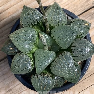 LOT552 30 SEEDS/30 Haworthia comptoniana ‘Murasaki Taiyo’ 2023