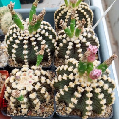 LOT758 20 SEEDS/20 СЕМЕНА Gymnocalycium friedrichii -Agua Dulce- SELECT FORM 2026