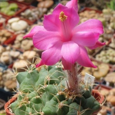 VVG40120 Matucana madisoniorum v. pujupati