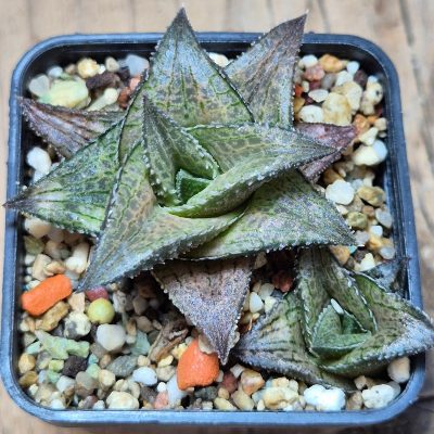 VVG25272 Haworthia coriacea x venosa clon2
