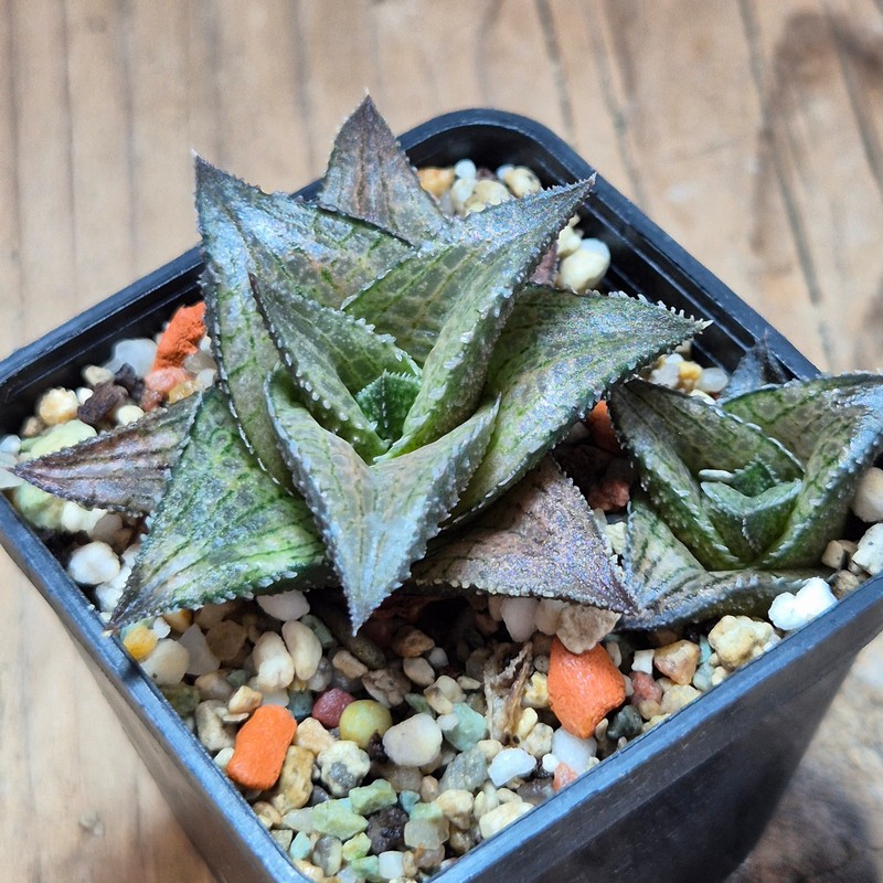 VVG25272 Haworthia coriacea x venosa clon2 – Bild 2