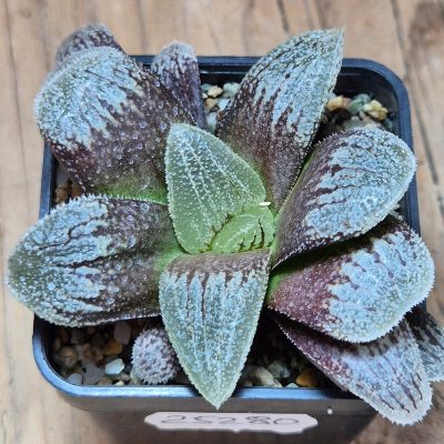 VVG25280 Haworthia ‘Black Major’ x 'Kegazato' x ‘Yulia’ F2 seedling