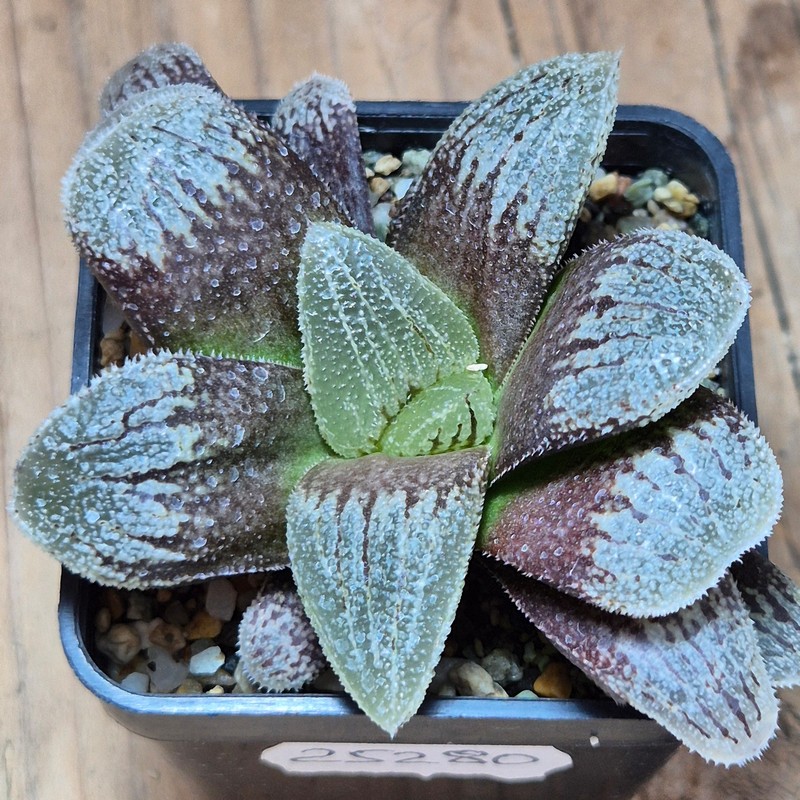 VVG25280 Haworthia ‘Black Major’ x 'Kegazato' x ‘Yulia’ F2 seedling