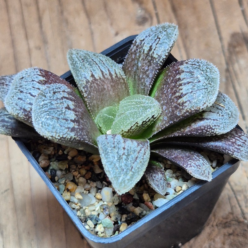 VVG25280 Haworthia ‘Black Major’ x 'Kegazato' x ‘Yulia’ F2 seedling – Bild 2