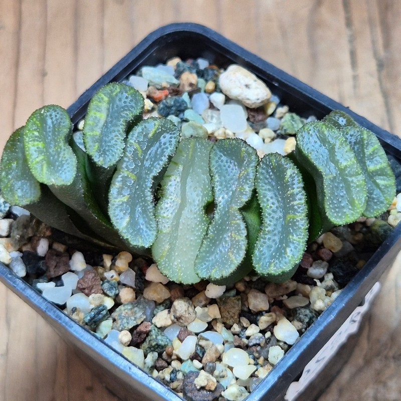 VVG25287 Haworthia truncata -Japan-