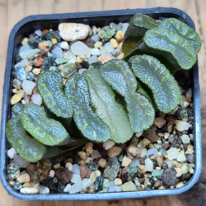 VVG25287 Haworthia truncata -Japan- – Bild 2