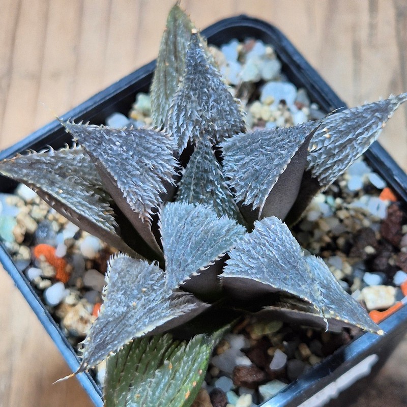 VVG25582 Haworthia mirabilis v.pillosa MBB7246