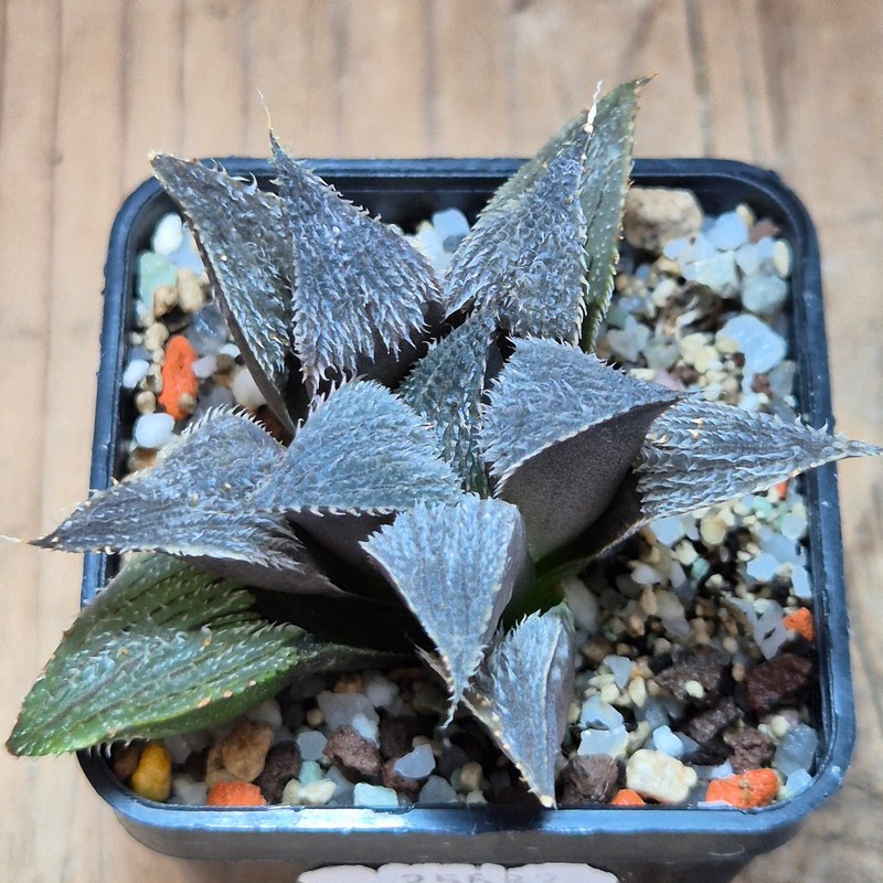 VVG25582 Haworthia mirabilis v.pillosa MBB7246 – Bild 2