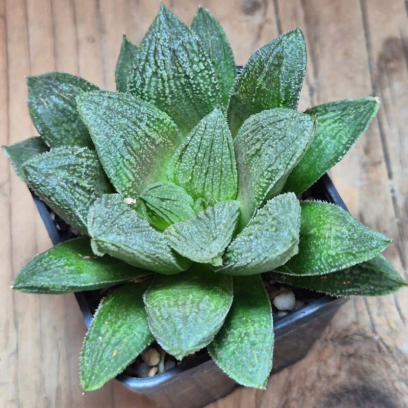 VVG25594 Haworthia 'Gorbi' hybrid F2