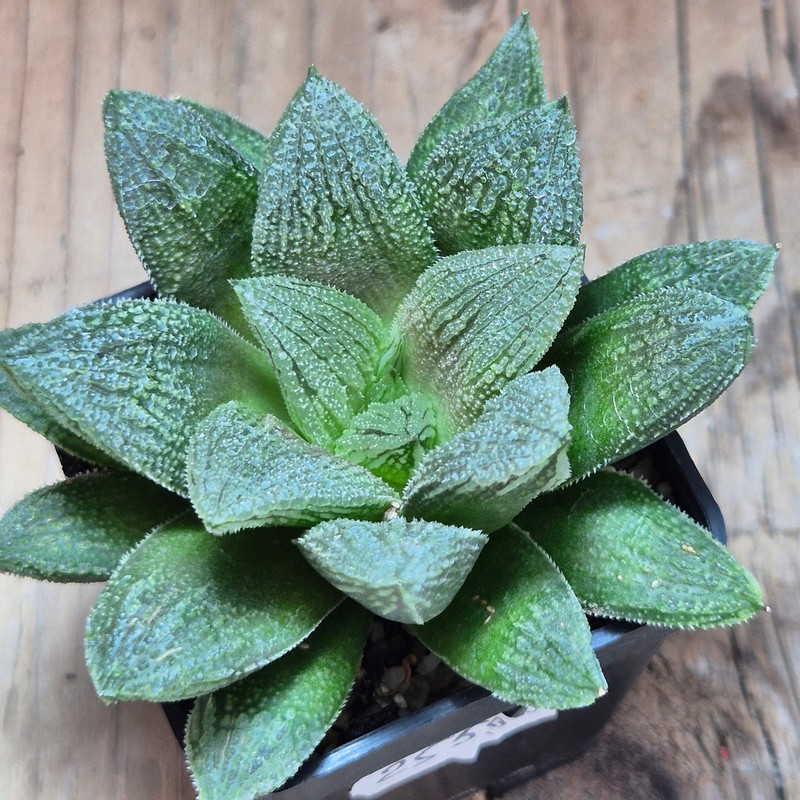 VVG25594 Haworthia 'Gorbi' hybrid F2 – Bild 2
