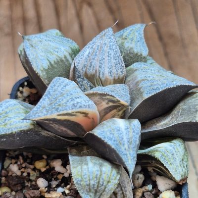VVG28557  Haworthia splendens f. variegata