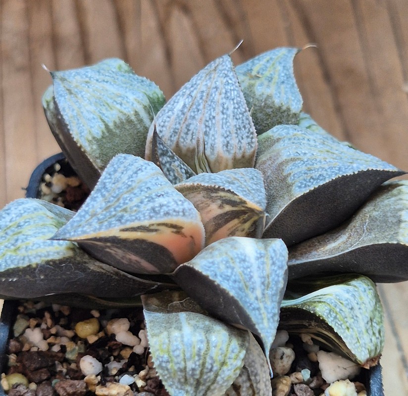 VVG28557 Haworthia splendens f. variegata