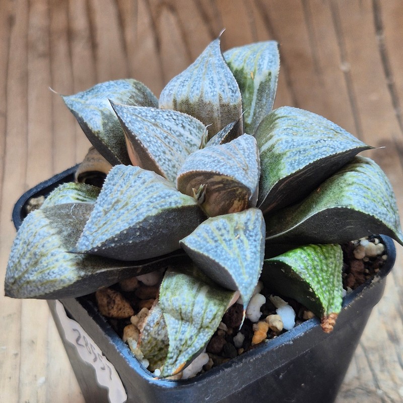 VVG28557 Haworthia splendens f. variegata – Bild 2