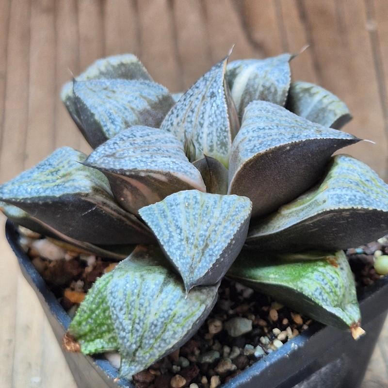 VVG28557 Haworthia splendens f. variegata – Bild 3