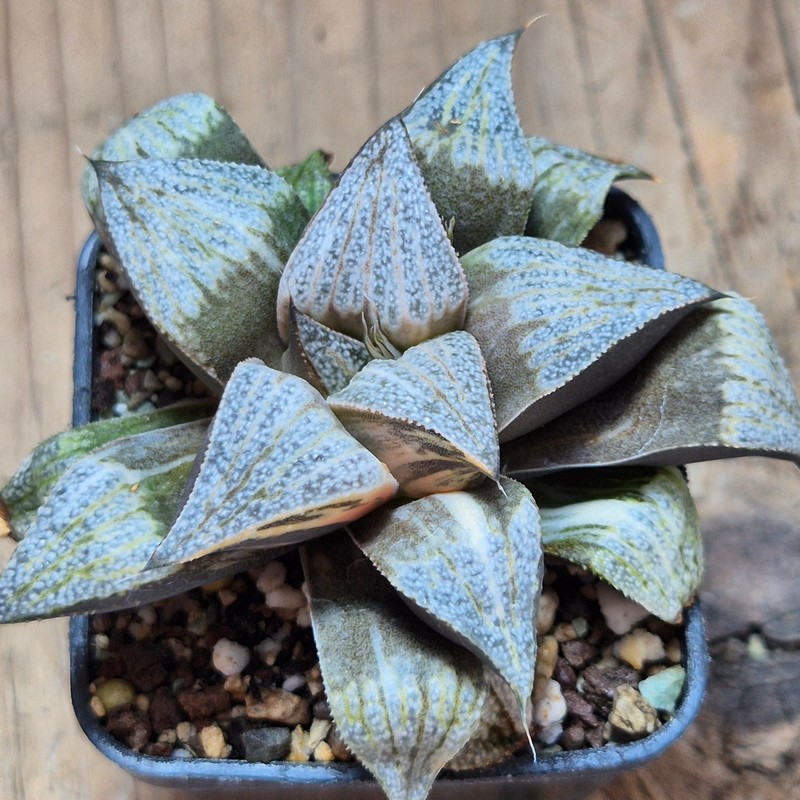 VVG28557 Haworthia splendens f. variegata – Bild 4