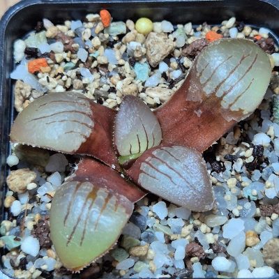 VVG28559 Haworthia springbokvlakensis seedling